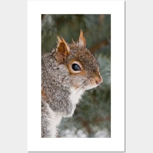 Grey Squirrel Posters and Art